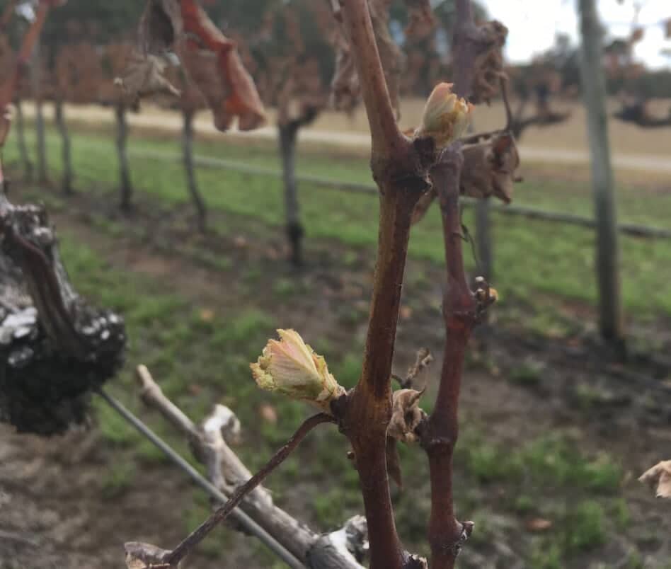 new shoots at toppers mountain wines after the Tingha Plateau fire 