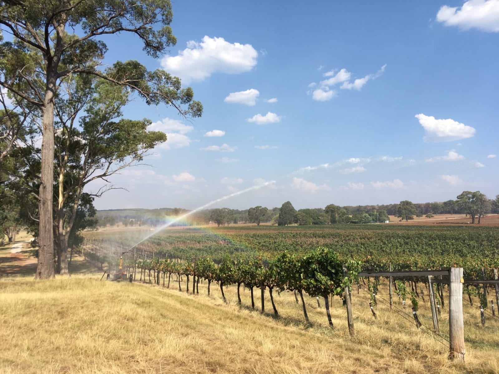 Topper's mountain wines bushfire recovery